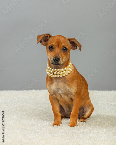 Принти на полотні Red Coat Puppy Wearing Pearl Necklace, Sitting Portrait