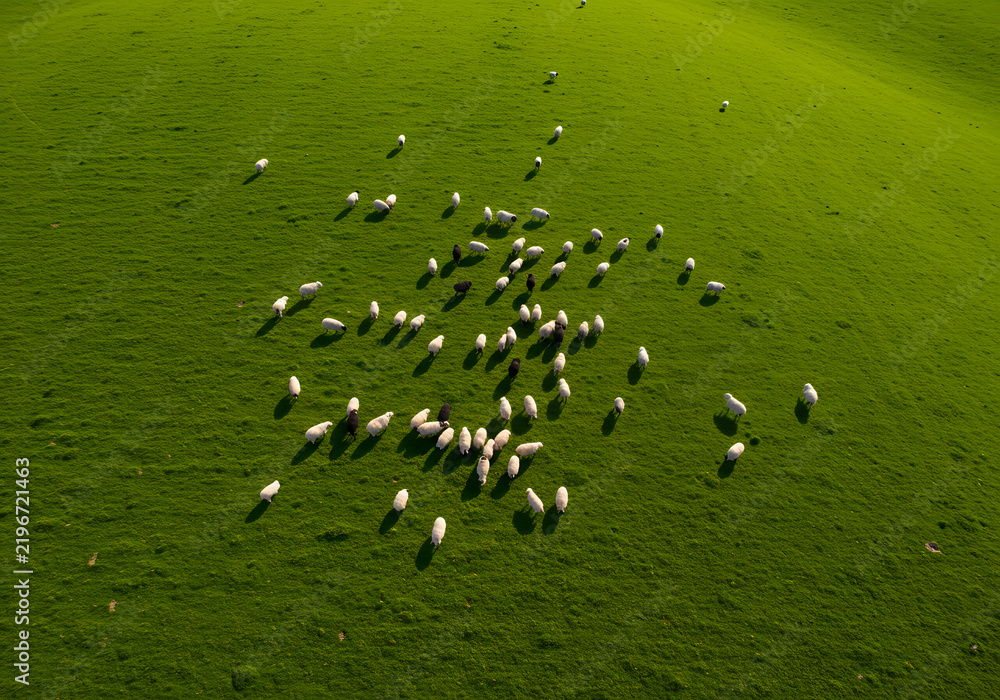 Obraz premium Sheep grazing in green field aerial view