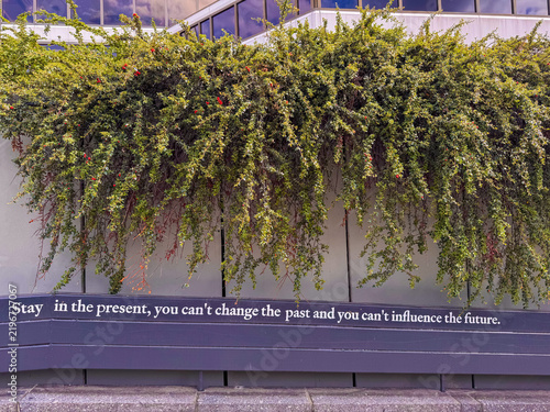 Принти на полотні Dense green bushes cascading down a grey wall
