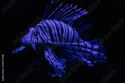 Foto Lion fish in the blue UV lights