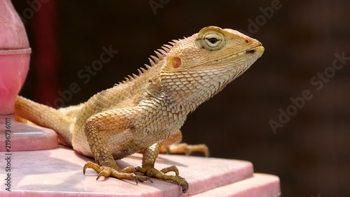 Obraz na plátně a yellowish Oriental garden lizard