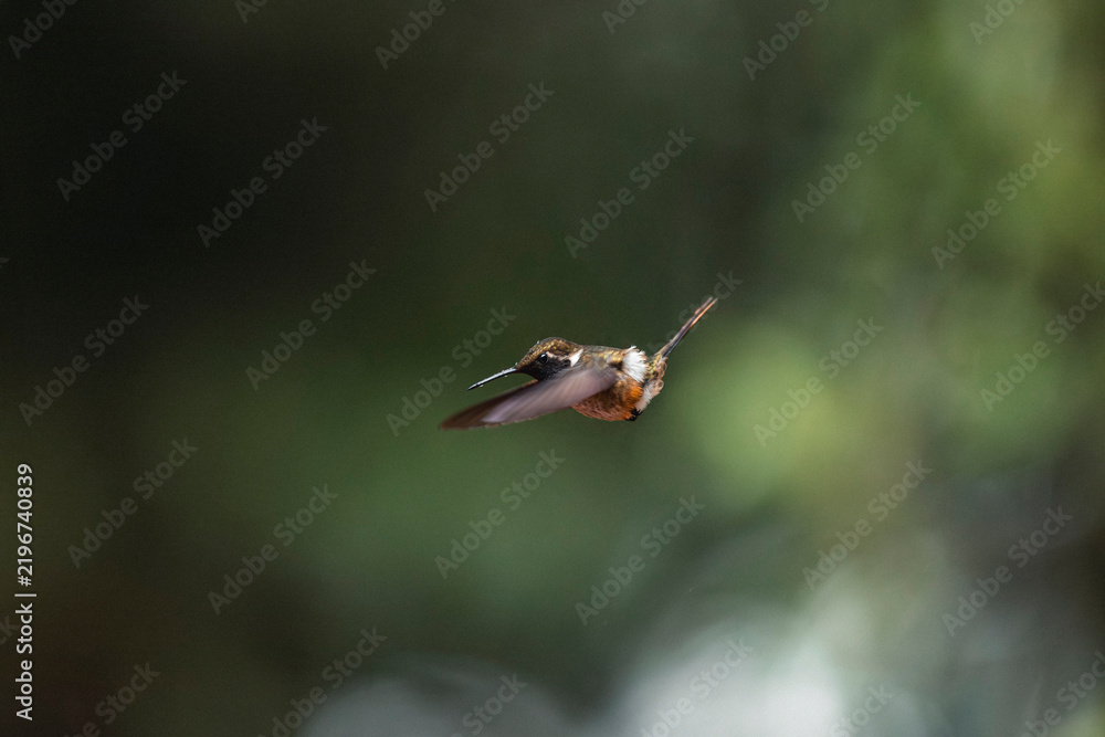 Obraz premium Hummingbird flying with spread wings over nature background