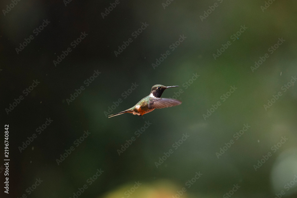 Obraz premium Hummingbird hovering in flight against green background