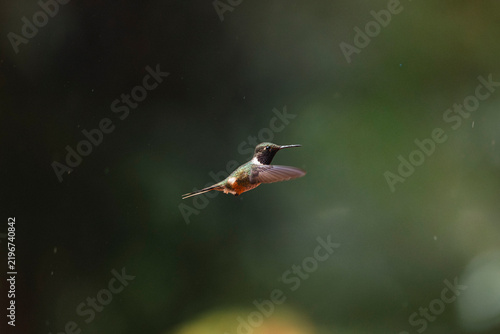 Canvastavla Hummingbird hovering in flight against green background