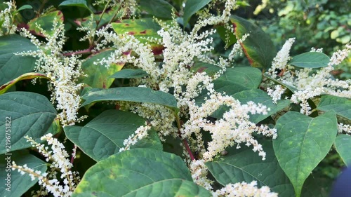 Flowering Japanese Knotweed (Fallopia japonica) an invasive plant in Abbekås, Skurup community, Scania, Sweden, Scandinavia