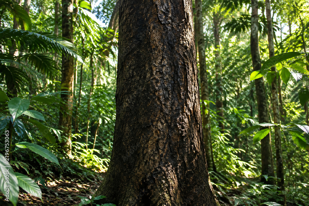 Fototapeta premium Ironwood tree trunk in tropical rainforest with textured bark and dappled sunlight.