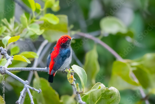 The Scarlet-backed Flowerpecker on a branch