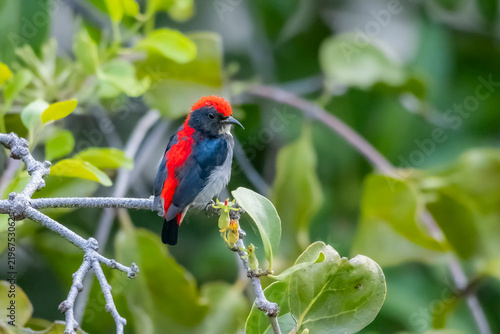 The Scarlet-backed Flowerpecker on a branch