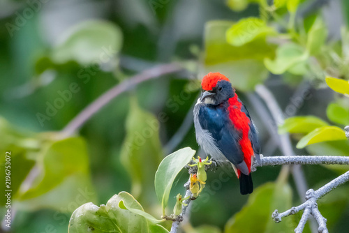 The Scarlet-backed Flowerpecker on a branch