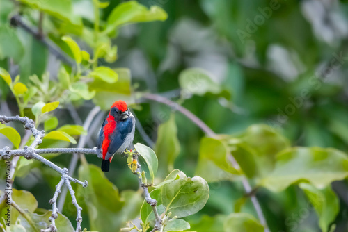 The Scarlet-backed Flowerpecker on a branch