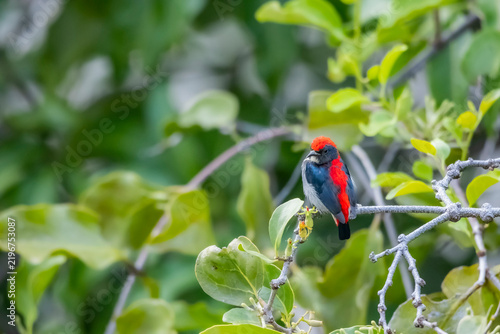 The Scarlet-backed Flowerpecker on a branch