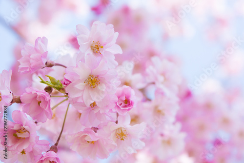 pink cherry blossoms