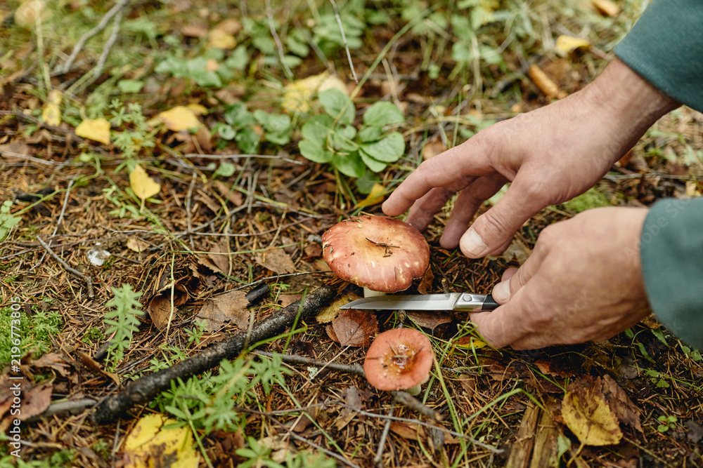 Obraz premium Senior man harvesting wild mushroom with knife in forest. Image suitable for eco tourism campaigns, foraging guides, outdoor lifestyle marketing