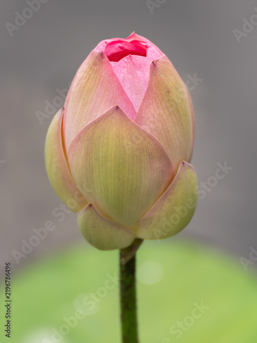 Pink Lotus Flower Bud on Green Stem in Pond