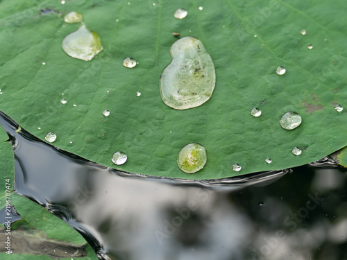 Water Droplets on Lotus Leaf Floating on Water