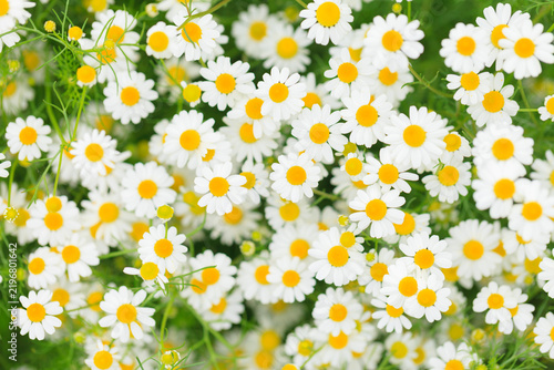 seamless pattern with camomiles