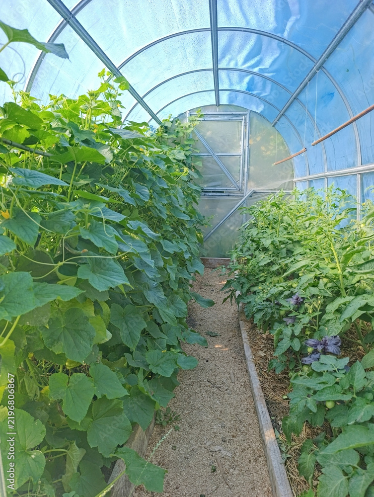Fototapeta premium Inside Polytunnel Greenhouse With Rows Of Growing Cucumber Vines