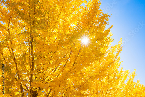 yellow Ginkgo tree	
