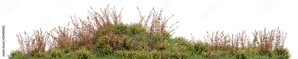Obraz premium Wild grass field and shrub patch PNG, 3D render element isolated on transparent background for landscape