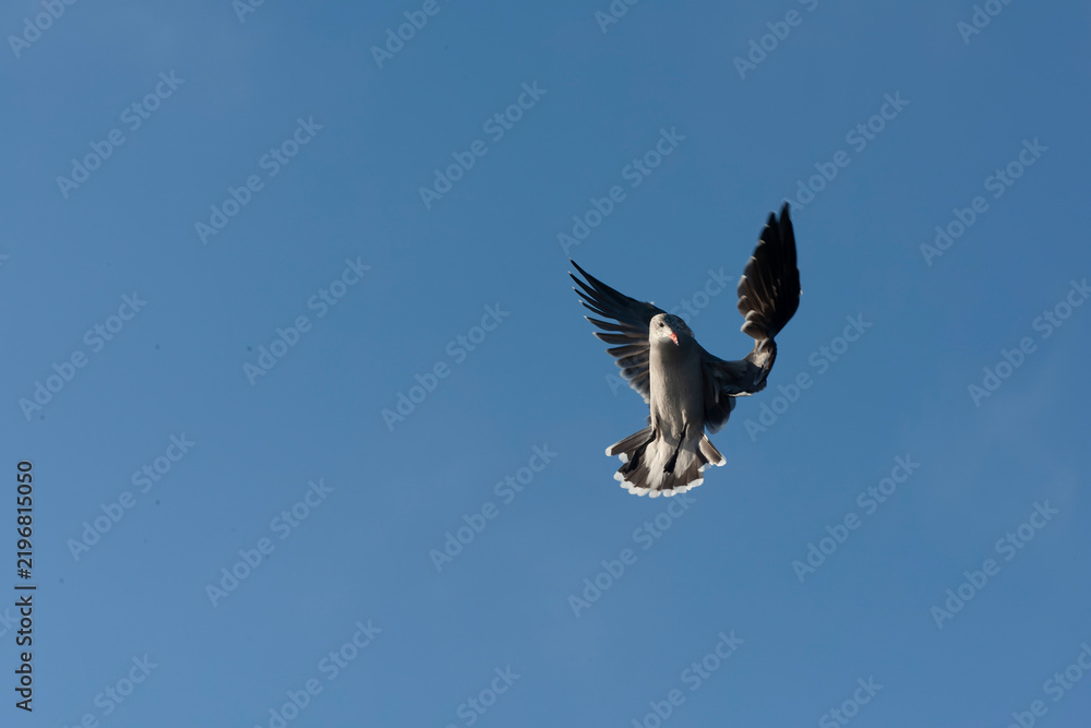Obraz premium Heermann's Gull, Larus heermanni