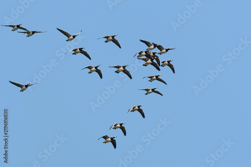 Barnacle Goose, Branta leucopsis