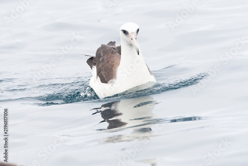 Obraz na płótnie Laysan Albatros, Phoebastria immutabilis