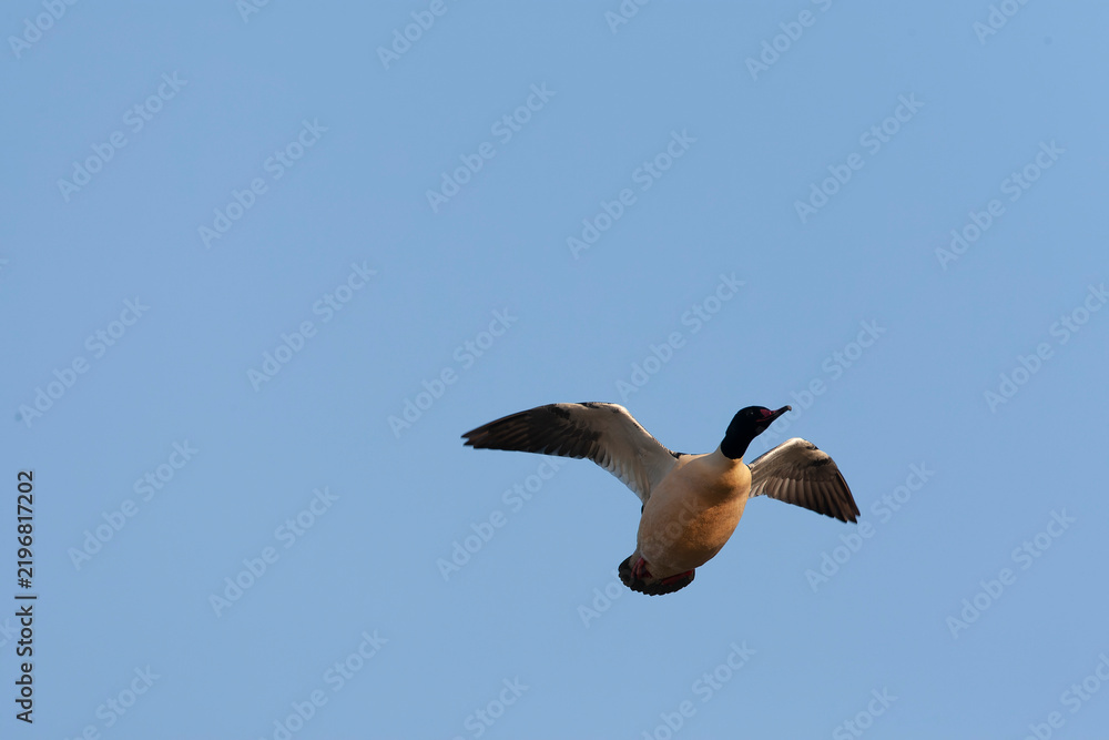 Obraz premium Goosander, Mergus merganser