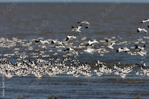 фотографія Pied Avocet, Recurvirostra avosetta
