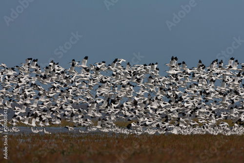 Obraz na plátně Pied Avocet, Recurvirostra avosetta