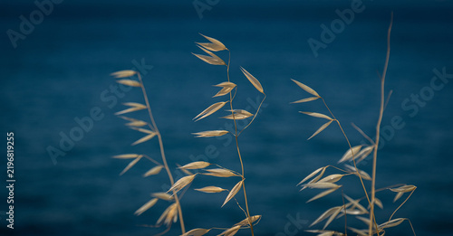 wild oat plant. dry wild oat. poaceae. avena sterilis. in front of a blue background.