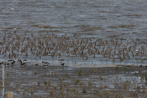 фотографія Pied Avocet, Recurvirostra avosetta