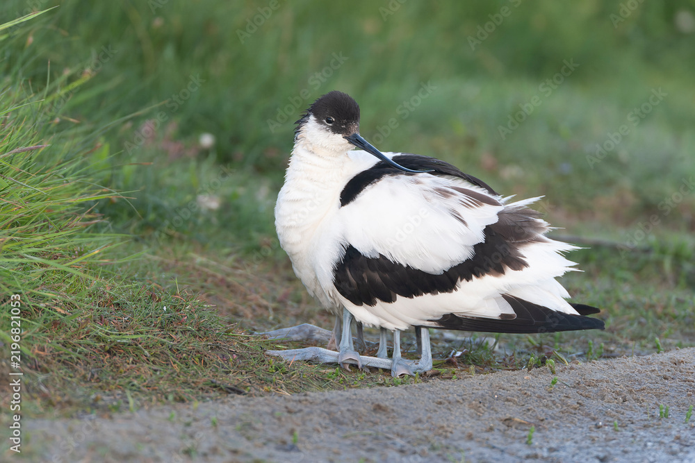 Fototapeta premium Pied Avocet, Recurvirostra avosetta