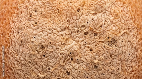 Extreme close up of cantaloupe melon skin texture with organic patterns