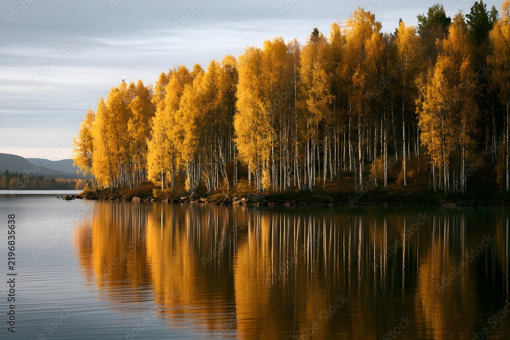 Obraz premium Beautiful autumn scenery showing bright golden birch trees along a serene lake with water reflections
