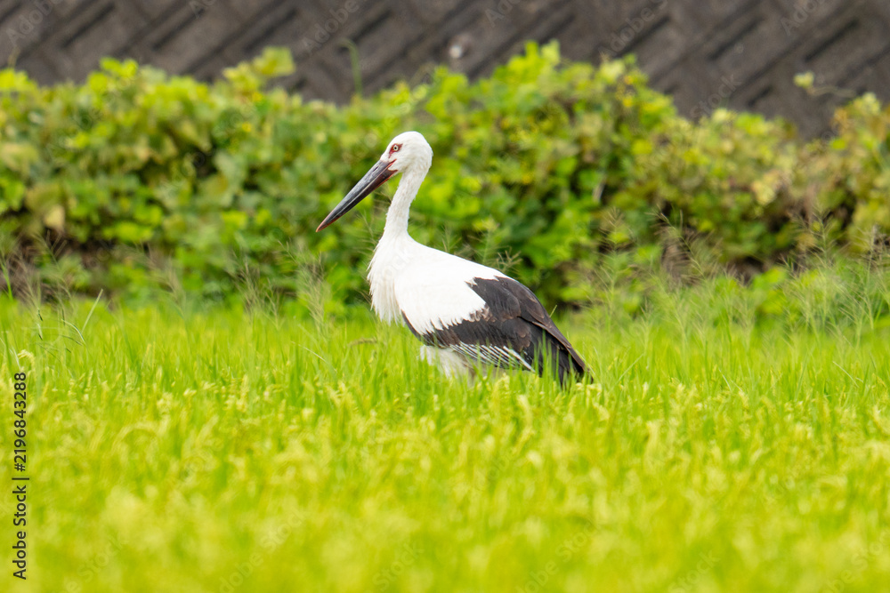 Obraz premium Oriental stork standing in a green field in Japan