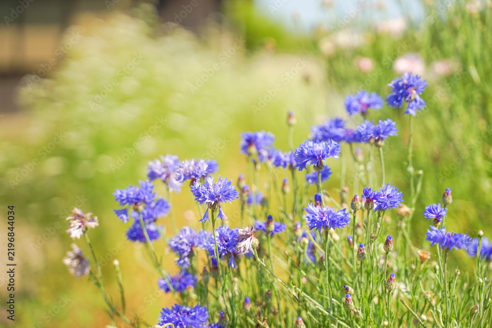 Obraz premium Blue cornflowers blooming in soft summer sunlight