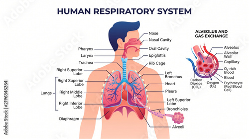 Картината върху платно Detailed human respiratory system diagram with lung lobe labels