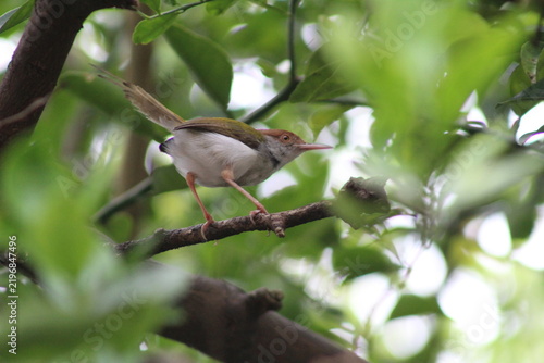 Photography nature photos birds