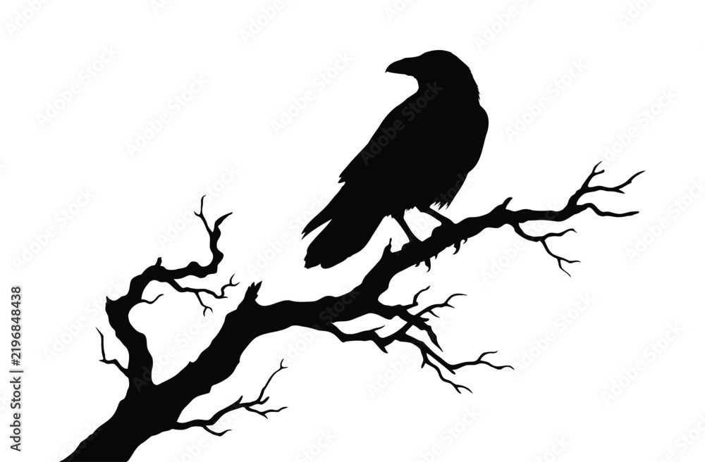 Obraz premium Silhouette Black Raven Bird Perched on Dead Tree Branch Illustration