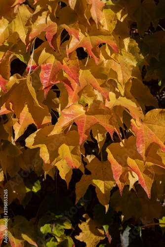 Close-up of golden autumn vine leaves with red tips, perfect warm background ...