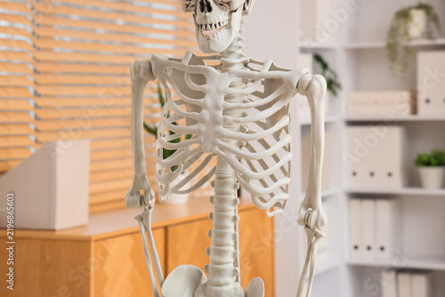 Human skeleton model in modern medical office