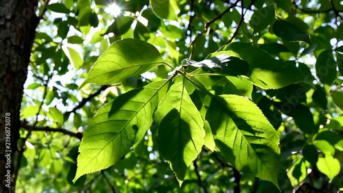 Sunlight Filtering Through Vibrant Green Tree Leaves.