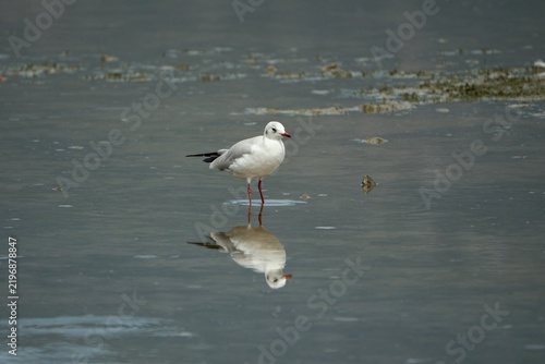 Fotografie black-headed gull (Chroicocephalus ridibundus)