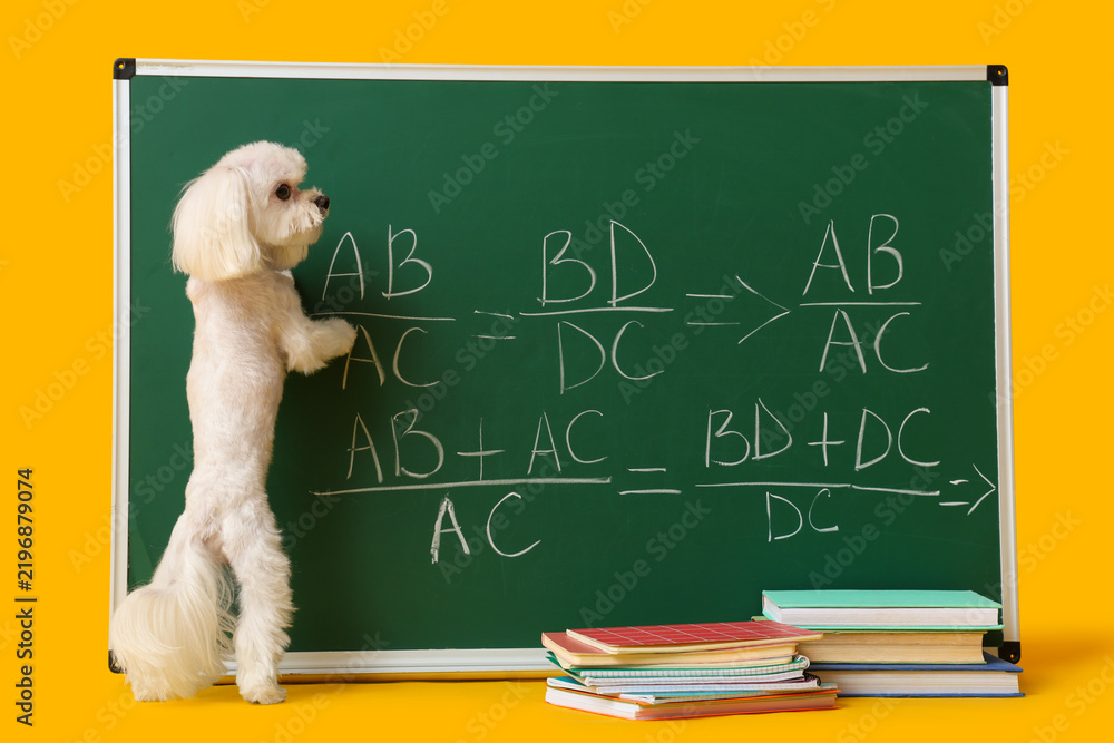 Fototapeta premium Green chalkboard with formulas, cute Maltese dog, notebooks and books on yellow background