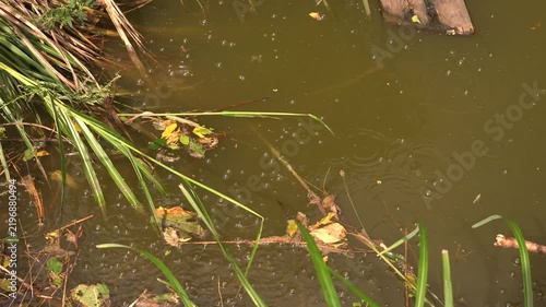 池から噴出する天然ガス