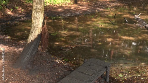  日本最古の油田「黒川油田」の臭水坪で風に揺れる油をくい採るカグマ