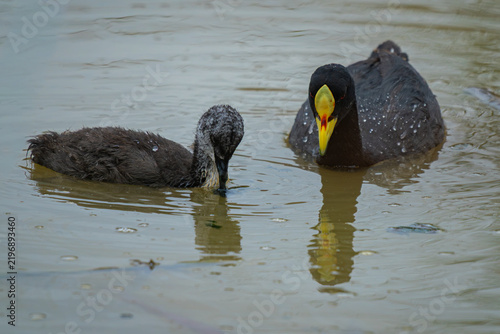 Quadro su tela Red-gartered coot (Fulica armillata) swimming with chick in water