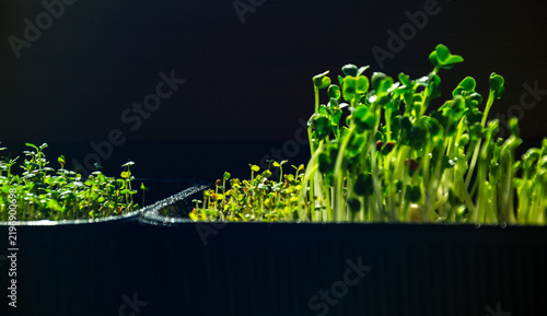 Fresh green microgreen sprouts growing in black plastic tray under dramatic low key light with copy space for wellness concepts