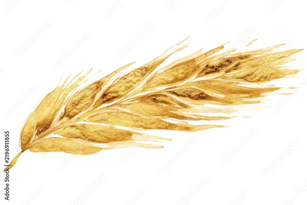 Obraz premium Wheat gold white background agriculture.