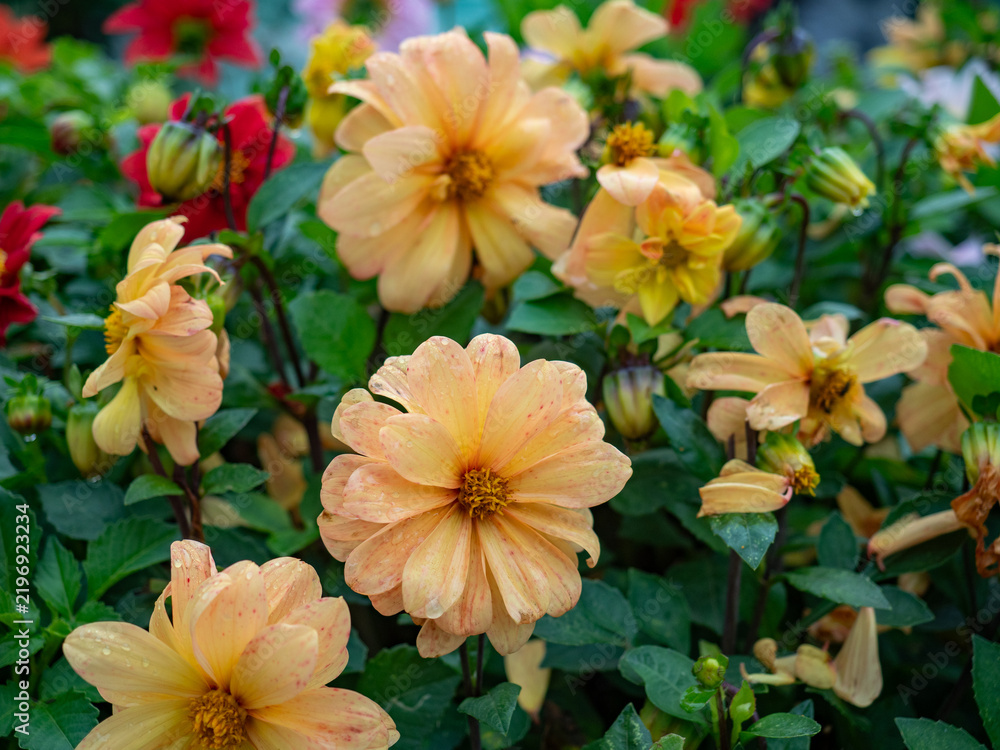 Obraz premium A flower bed with beautiful flowers. Peony flowers, beautiful peony inflorescences.